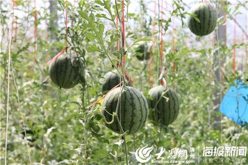 瀚林府吃瓜视频,揭秘娱乐圈幕后风云