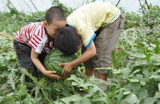 义乌工商吃瓜事件视频,一场网络热议的幕后真相揭秘