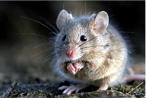 鼠瓜怎么吃最好吃视频