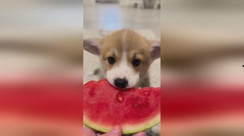 小狗吃小瓜视频教程免费,小狗吃小瓜趣味教程，免费解锁萌宠美食制作技巧