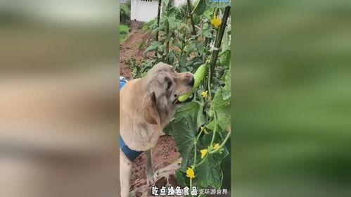 小狗吃小瓜视频教程免费,小狗吃小瓜趣味教程，免费解锁萌宠美食制作技巧