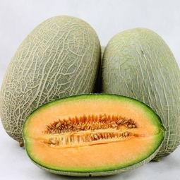 大鹅吃哈密瓜视频大全,趣味视频大盘点