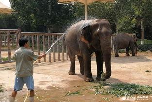 双象吃瓜小视频,揭秘网络热传小视频背后的趣味与思考