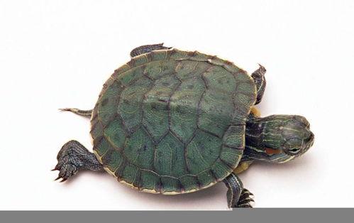 大瓜吃老鳖视频下载,揭秘热门短视频背后的下载攻略