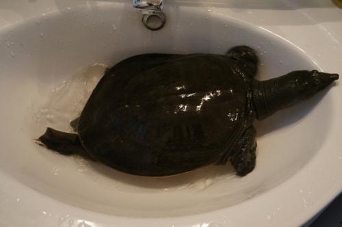 大瓜吃老鳖视频下载,揭秘热门短视频背后的下载攻略