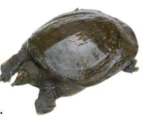 大瓜吃老鳖视频下载,揭秘热门短视频背后的下载攻略