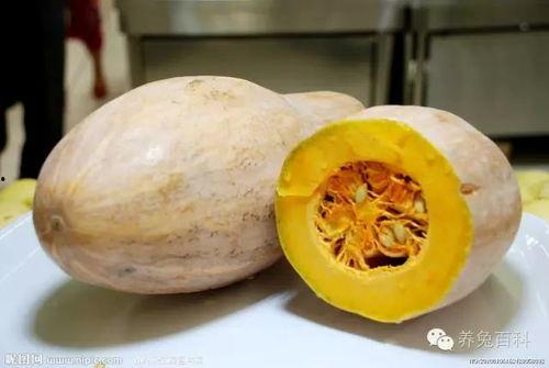 老洋瓜能吃吗怎么吃的视频,老洋瓜的食用方法与美味体验