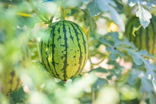 黑龙江吃瓜视频地址,揭秘当地特色美食与风土人情