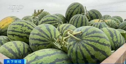 黑龙江吃瓜视频地址,揭秘当地特色美食与风土人情