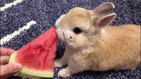 兔子吃呆瓜视频,兔子吃瓜视频萌翻网友