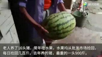 看吃瓜视频的人,吃瓜群众视角下的娱乐圈风云录