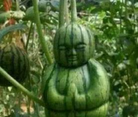 诸城西城吃瓜事件真相视频,揭秘真相背后的惊人内幕