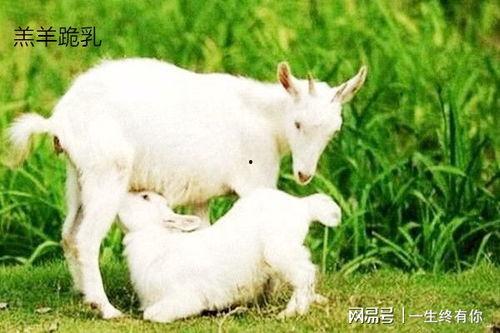 小羊吃瓜事件视频大全集,趣味横生的动物食趣大盘点