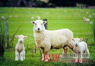 小羊吃瓜事件视频大全集,趣味横生的动物食趣大盘点