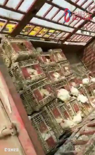 定州北车寄吃瓜视频,揭秘寄吃瓜背后的故事与真相