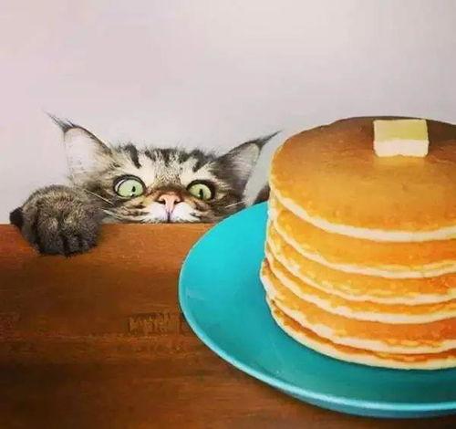 喵咪可以吃蜜瓜吗视频教程,猫咪能否享受甜蜜美味？