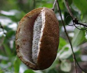 凯里吃八月瓜视频,探寻民间美味与自然馈赠的完美邂逅