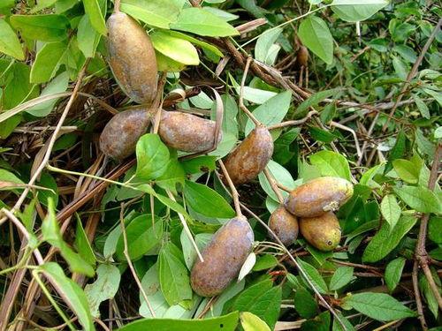 凯里吃八月瓜视频,探寻民间美味与自然馈赠的完美邂逅