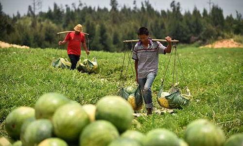 海南岛吃瓜视频,视频带你领略热带风情