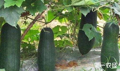 三支花吃瓜视频,揭秘花界幕后大事件