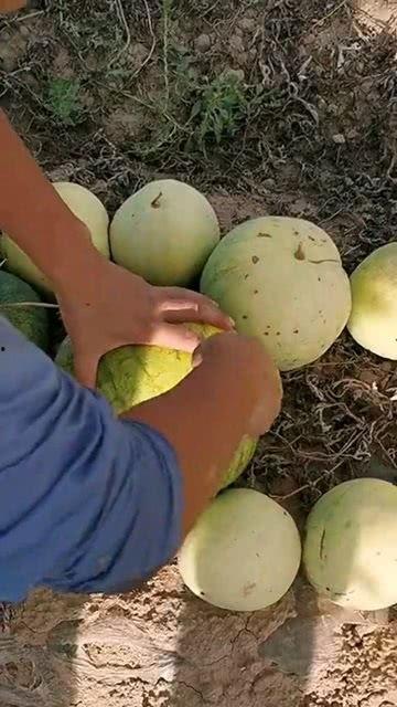 吃瓜视频用什么打开看,吃瓜视频，究竟用什么打开观看？