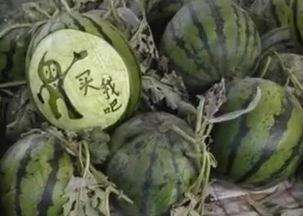 新沂蔡二哥吃瓜视频,揭秘网络红人的日常生活