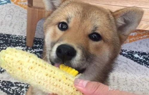 小狗可以吃酥瓜嘛视频,狗狗的夏日美味小食？