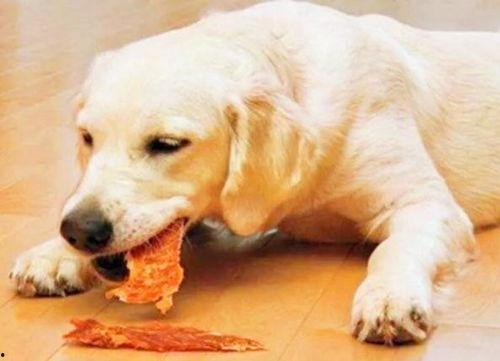 小狗可以吃酥瓜嘛视频,狗狗的夏日美味小食？