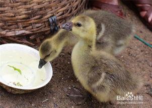 小鹅吃瓜视频大全,视频大全带你领略萌宠趣味时光