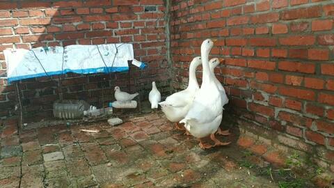 小鹅吃瓜视频大全,视频大全带你领略萌宠趣味时光