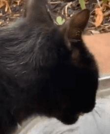 黑猫吃瓜视频,揭秘网络热点的幕后故事