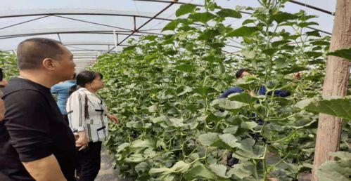 邹城西城吃瓜事件视频,一场引发热议的网络视频风波