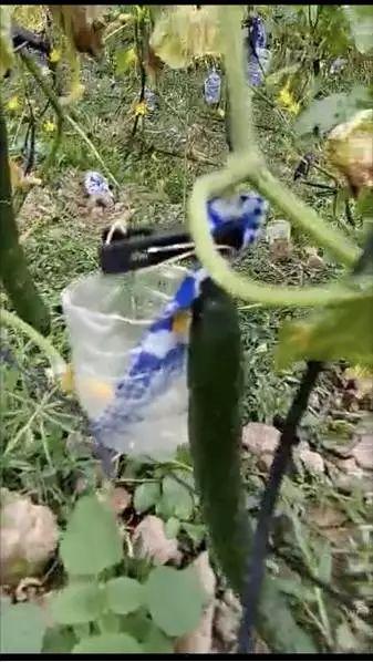 邹城西城吃瓜事件视频,一场引发热议的网络视频风波