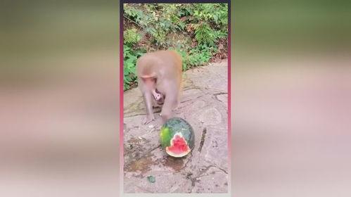 人吃瓜像猴子视频,趣味视频揭示人类与动物共通之处