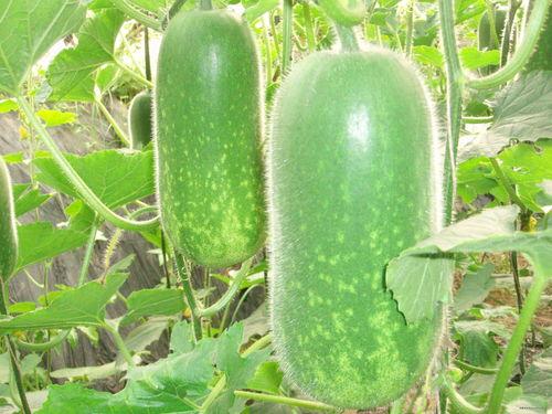 民间八卦吃瓜视频大全,吃瓜视频大全，带你领略网络风云变幻